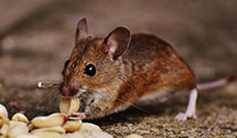 24 Hour & Emergency Exterminators in Gunter ECI, AL